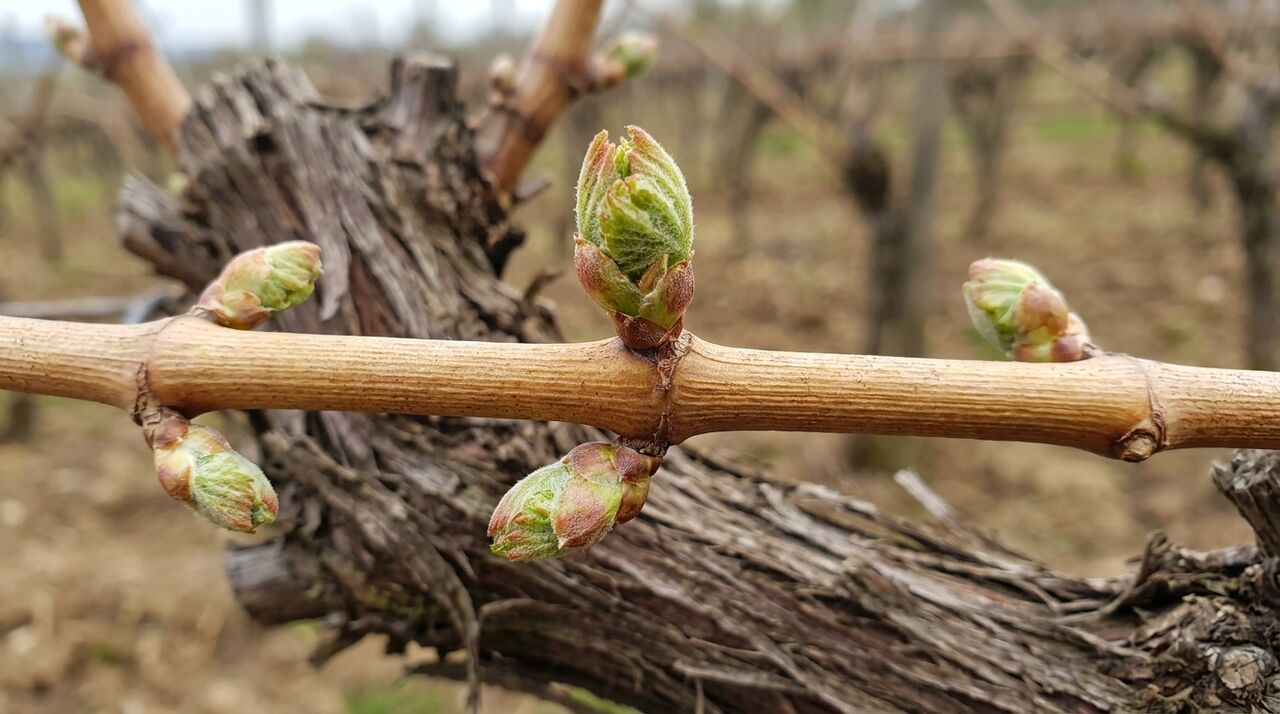 Quand Et Comment Tailler Une Vigne Grimpante Avec Succ s