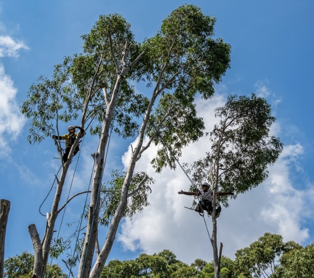 Élagueurs en cordée sur eucalyptus — Élagage Région Espaces Verts