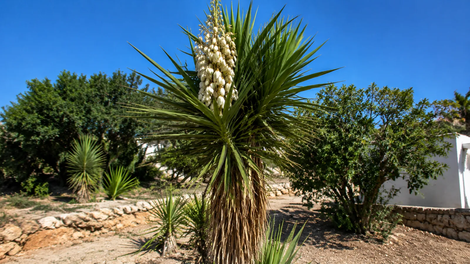 Bouturer un yucca : tête, tronc, rejet et extérieur