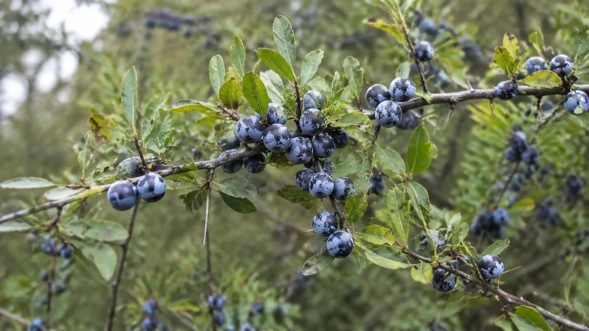 Branche de prunellier épineux portant des prunelles bleu-noir