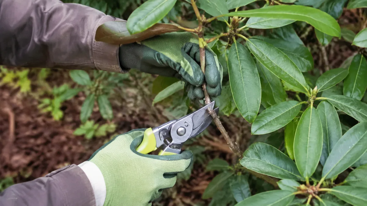 Jardinier taillant une branche de rhododendron avec un sécateur