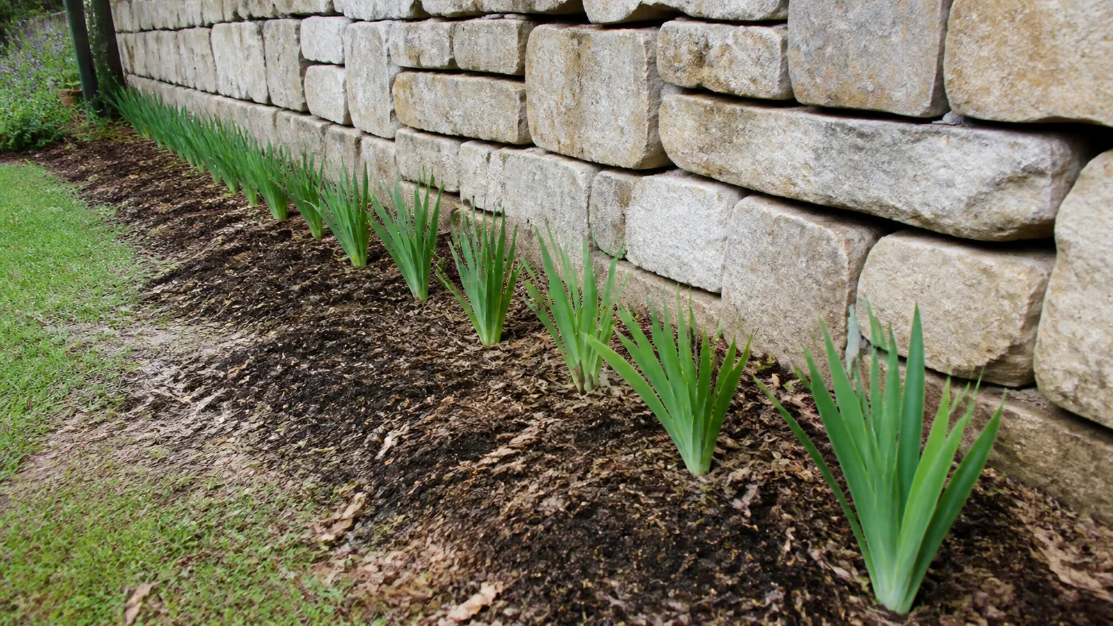 Planter des iris le long d un mur : méthode et conseils