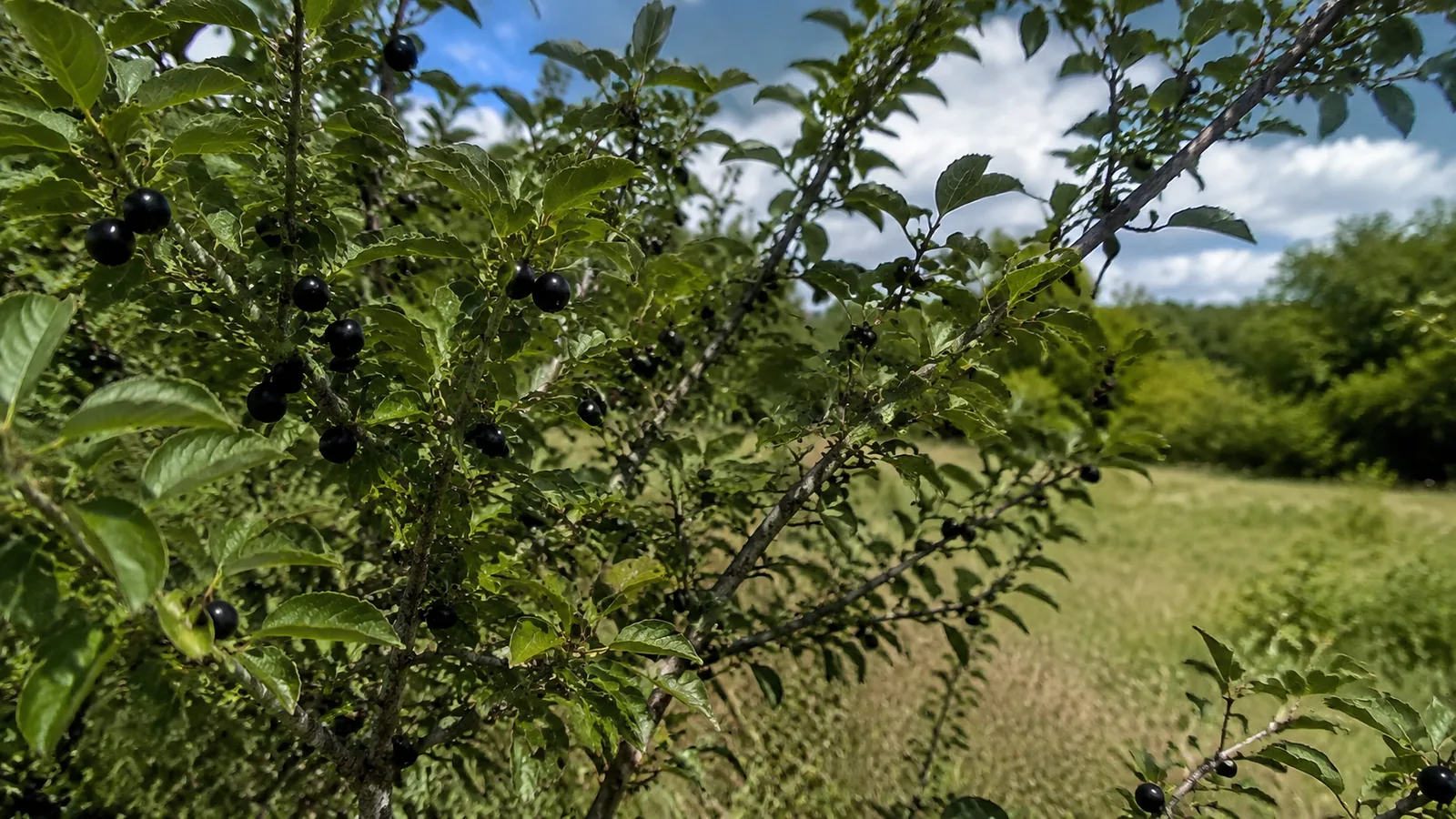 Prune sauvage toxique : comestible ou non ?
