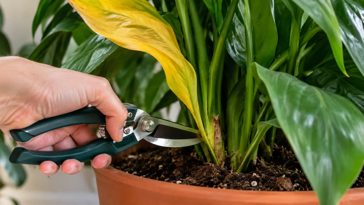 Coupe d'une feuille jaune de spathiphyllum au sécateur à la base du pétiole