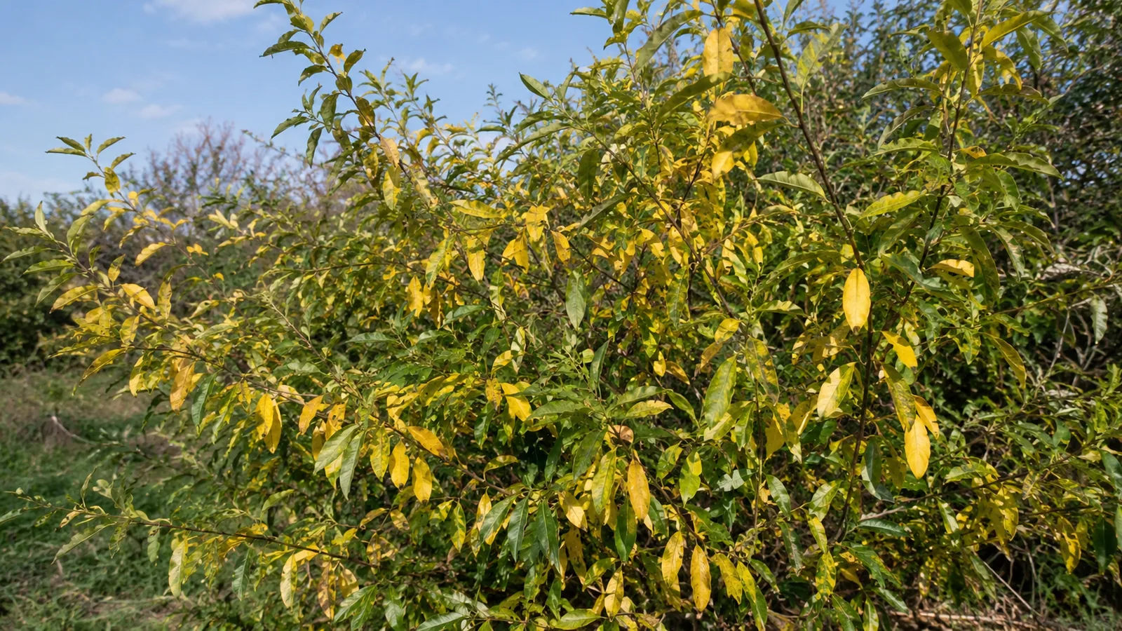 Eleagnus feuilles qui jaunissent : pourquoi et que faire ?