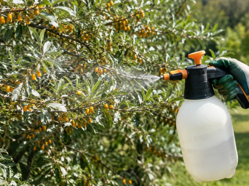 Eleagnus maladie traitement : diagnostiquer et soigner
