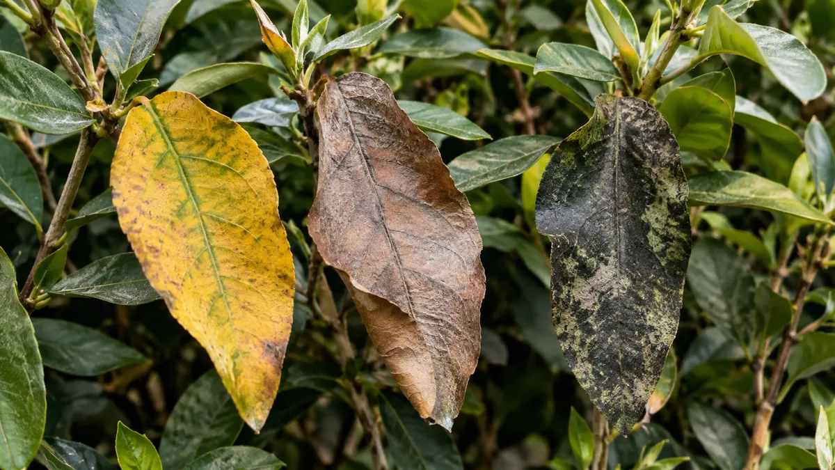 Feuilles jaunes sèches et noires sur un Elaeagnus