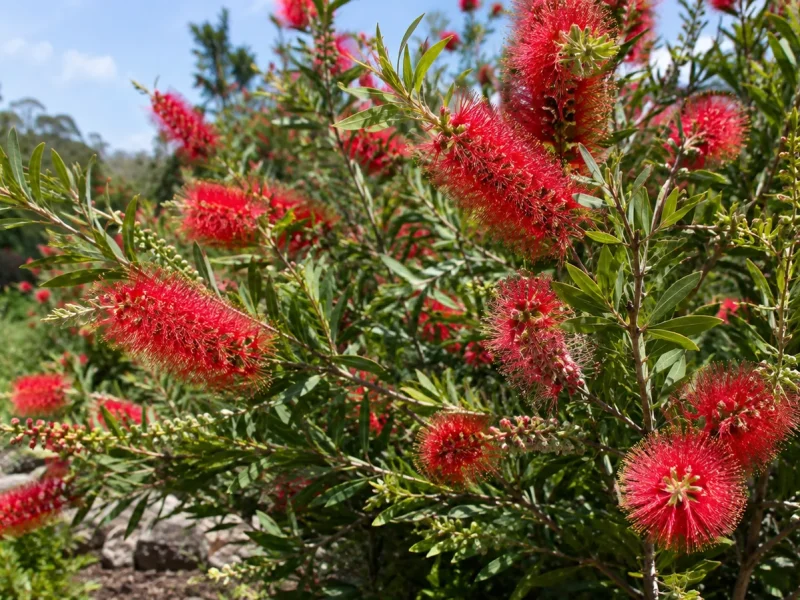 Plante rince-bouteille entretien : réussir son Callistemon