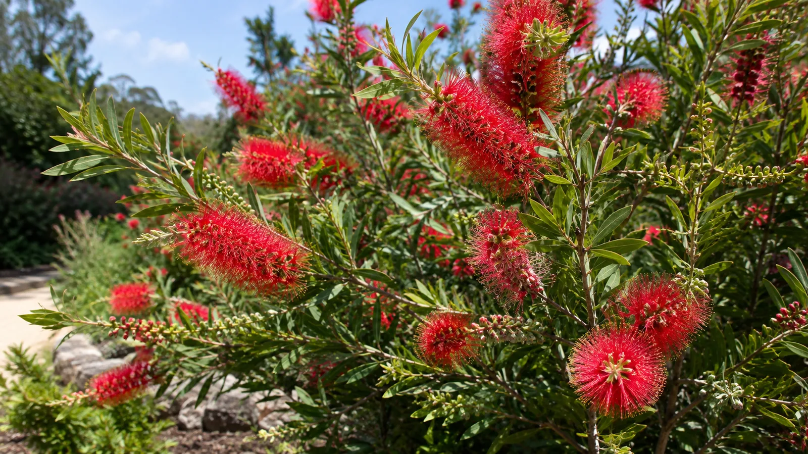 Plante rince-bouteille entretien : réussir son Callistemon