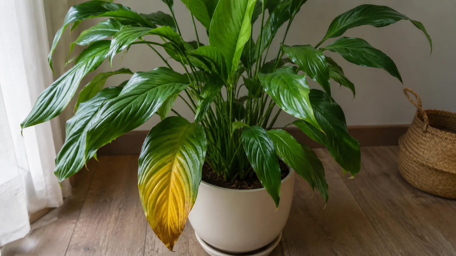 Spathiphyllum entretien : feuille jaune, diagnostic et gestes utiles